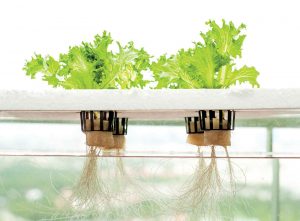 Гидропонное выращивание еды в домашних условиях