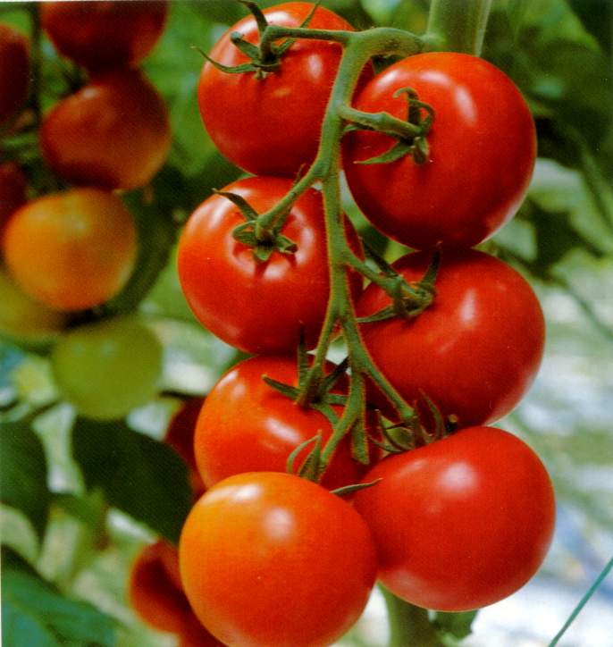 Гидропонные составы томатов – питательные вещества для каждой стадии роста – Наука в гидропонике