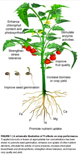 Использование титана для повышения урожайности – Наука в гидропонике