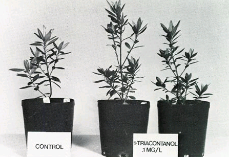 Использование триаконтанола для увеличения урожайности в гидропонике — Наука в гидропонике