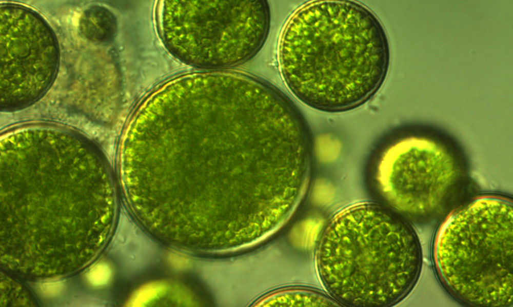 Как контролировать водоросли при выращивании на гидропонике – Наука в гидропонике