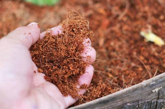 Как повторно использовать кокосовую койру в беспочвенном выращивании – Наука в гидропонике