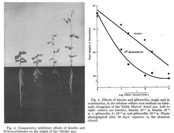 Кинетин, мощный гормон для цветущих растений — Наука в гидропонике