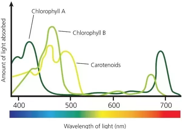 Почему красные и синие светодиоды так и не стали популярными — Наука в гидропонике