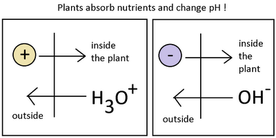 Понимание pH в гидропонике – Часть №1 – Наука в гидропонике
