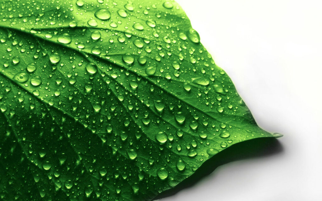 Проблемы с питательными веществами и опрыскивание листвы – Наука в гидропонике