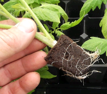 Создание собственного геля для укоренения растений своими руками – Наука в гидропонике
