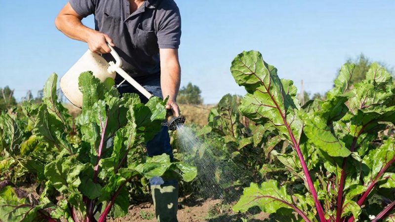 Агрофлорин: Секрет Зимнего Урожая – Как Мы Разбудили Потенциал Озимых Культур