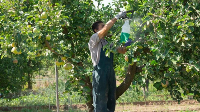 Цены на средства защиты растений: как формируется стоимость и что влияет на выбор аграриев